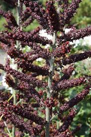 Image result for Uvariastrum