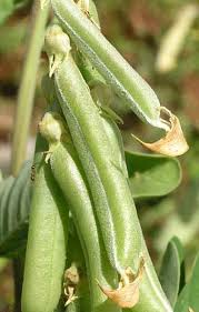 Image result for Crotalaria uncinella