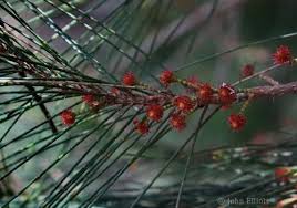 Image result for Casuarina littoralis