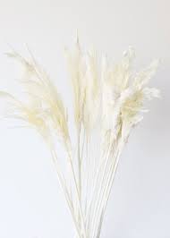 Offer your space a touch of the great outdoors with cotton stem. Tall Bleached Plume Reed Grass 36 40 Dried Flowers Pampas Grass Decor Dried Flower Bouquet