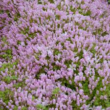 Image result for Anagallis elegantula