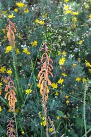 Image result for Kniphofia thomsonii