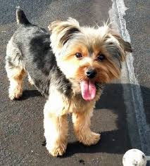 Image Result For Floppy Ear Yorkie Haircuts Yorkie Haircuts Yorkie Terrier Yorkshire Terrier