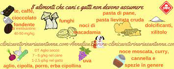 Essendo infatti ricca di sostanze ossidanti. Cibi E Sostanze Pericolosi Per Cani E Gatti La Guida Definitiva