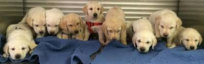 Lab puppies open their eyes at about two weeks old. Akc Lab Puppies For Sale In Scottsdale Az Yellow White Chocolate English American Akc Dna Tested Pure Breed Labrador Retriever Lab Puppies For Sale In Arizona