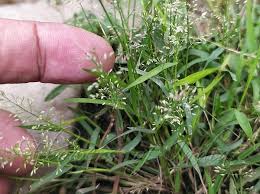 Image result for Poa annua