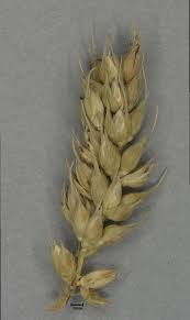 Image result for Echinochloa crus-pavonis