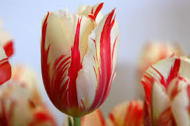 Top tips to consider when buying flowers to gift: Top 15 Most Expensive Flowers Of The World Blossom