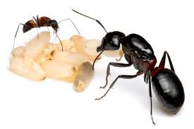 ムネアカオオアリ 販売