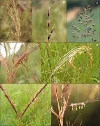 Image result for Eragrostis racemosa