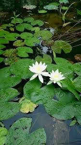 Image result for Nymphaea
