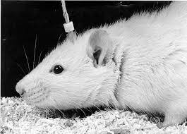 When animals are deemed 'pests' or labelled with terms like. Remote Control Animal Wikipedia