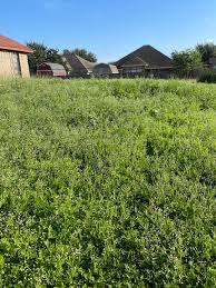 Image result for Parthenium