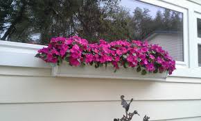 However, any window box with afternoon shade will be ideal. Window Boxes Archives Gutter Gardens