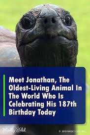 Say Hello To Jonathan The Oldest Living Animal In The World Who Is Celebrating His 187th Birthday Today Animals Of The World Animals Animals Beautiful