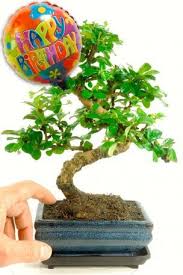 Maybe you would like to learn more about one of these? Flowering Birthday Bonsai Girl Birthday Hot Pink Birthday Bonsai Care