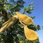 Image result for Millettia grandis