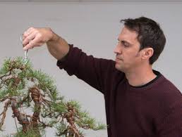 Christmas tree nature house branch tree of life tree silhouette grass tree roots plant mountain oak tree tree branch roots tree logo pine tree christmas tree branches bird landscape bush branches dead tree apple tree people pine flowers. Basics Of Bonsai How Miniature Trees From Asia Have Transcended Frontiers The Japan Times