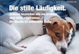 Das sollten sie über die geschlechtsreife beim hund wissen: Laufigkeit Der Hundin Zyklus Phasen Verhalten Tierischehelden