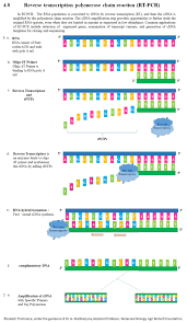 Cdna is produced from fully transcribed mrna found in the nucleus and. Reverse Transcription Polymerase Chain Reaction Wikipedia