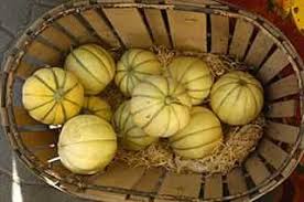 Melons De Cavaillon Vacances Provence Vaucluse Melon