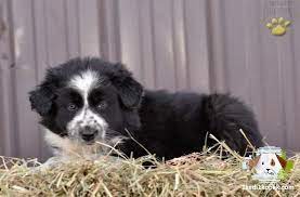 satilik border collie panosundaki pin