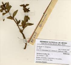 Image result for Spermacoce ruelliae