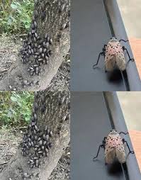 Duke Fans Official Group