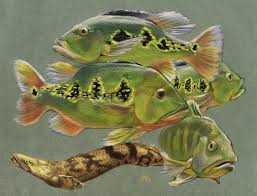 Peacock Bass And Bichir By Heatherbeast On Deviantart