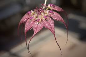 Image result for Polystachya virginea