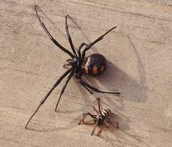 Male black widow spiders aren't looking for mates with great personalities or senses of humor. 10 Interesting Facts About Black Widow Spiders Learnodo Newtonic
