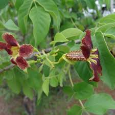 Image result for Heinsia zanzibarica