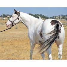 Pin On Horse Color Galore Pattern Combinations
