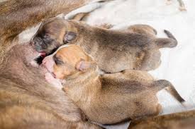 Just make sure that you keep the bottle. 146 Puppies Drinking Milk Mother Photos Free Royalty Free Stock Photos From Dreamstime