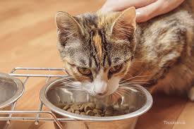 Feb 09, 2021 · once they are around a month old, they will slowly be introduced to the best kitten food until they are completely weaned off of the milk at around eight weeks old. What You Need To Know About Feeding Kittens