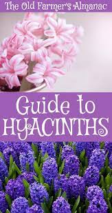 Hyacinth And Muscari Hyacinth Flowers Garden Bulbs Hyacinths Garden