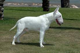 Bull Terrier Breed Information Guide: Photos, Traits, & Care - BARK Post