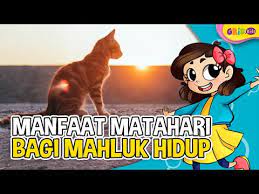 Manfaat Matahari Bagi Makhluk Hidup Youtube
