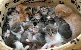 Having this many kittens means that each kitten is going to be very small, need supplementary feeding extra calcium for mum. Can My Cat Feed Nine Kittens Quora