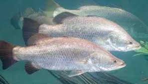 Memancing ikan kakap putih menjadi salah satu kegiatan memancing yang menyenangkan. 5 Cara Budidaya Ikan Kakap Untuk Pemula Ilmu Peternakan