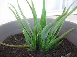 Panduan perawatan tanaman dracaena massangeana si penyerap racun dracaena massangeana juga dikenal sebagai corn plant atau happy plant karena sifat sederhananya. 8 Tanaman Hias Ini Bisa Menyerap Racun Di Udara Gak Takut Sesak Napas