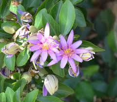 Image result for Grewia herbacea