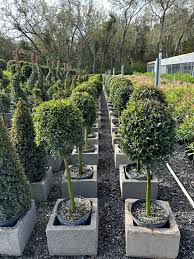 Image result for Eugenia