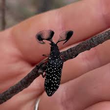 Image result for Buchnera cryptocephala