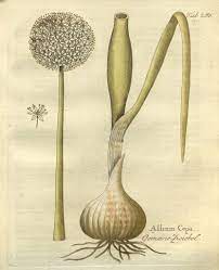 Pin On I Illustrazioni Scientifiche Simili