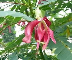 Image result for Sesbania grandiflora