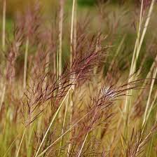 Image result for Bothriochloa bladhii