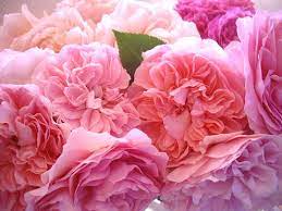 Brighten up any space with fresh blooms fit for summer. Kings Wholesale Florist Home Facebook