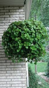 Image result for Plectranthus verticillatus