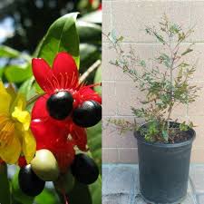 Image result for Ochna serrulata